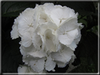 foto Fiori